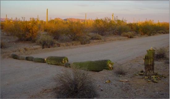 Destroyed cactus blocking a roadway in a U.S. National Park in Arizona