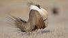 Bishop Statement on BLM’s Environmental Impact Statement on the Sage Grouse 
